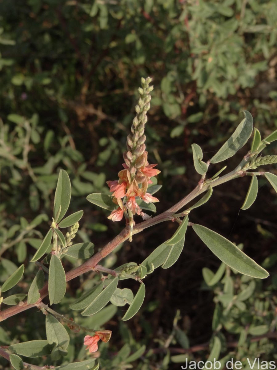 Indigofera oblongifolia Forssk.